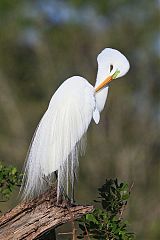 Great Egret